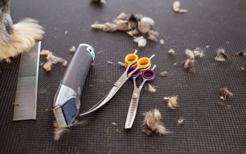 Petite tondeuse, ciseaux et peigne au milieu de cheveux coupés
