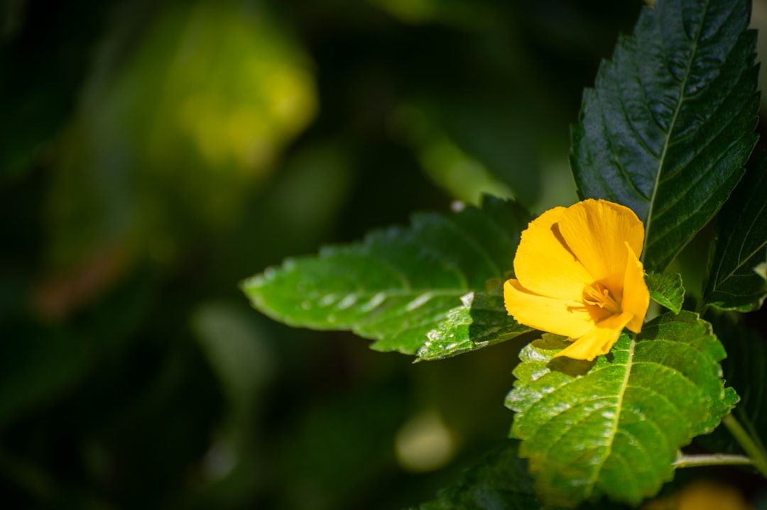 Julep gommeux soulage douleurs dentaires bébé