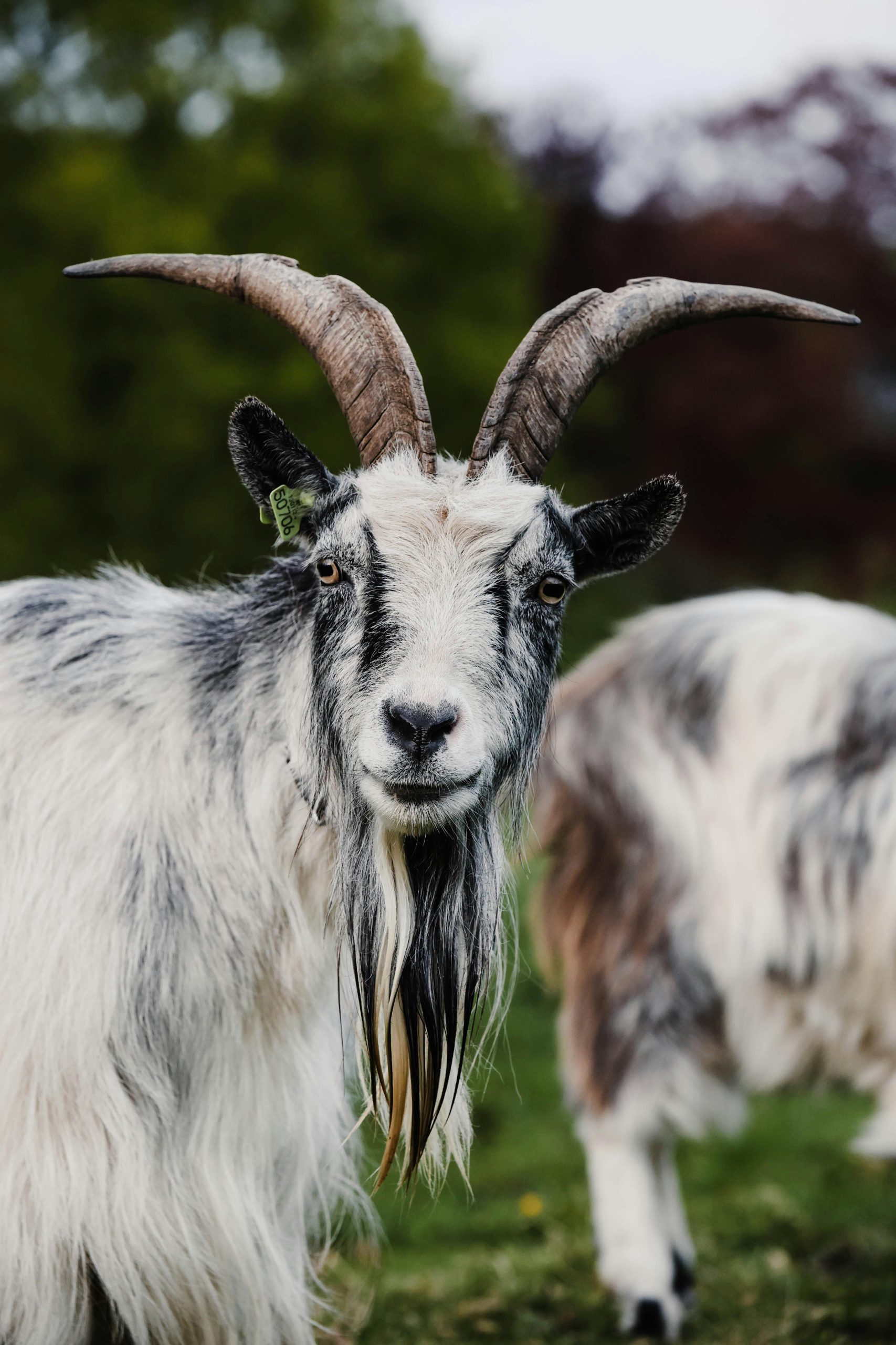 Le bouc moustache convient-il à votre visage ? 4 Bouc moustache style classique
