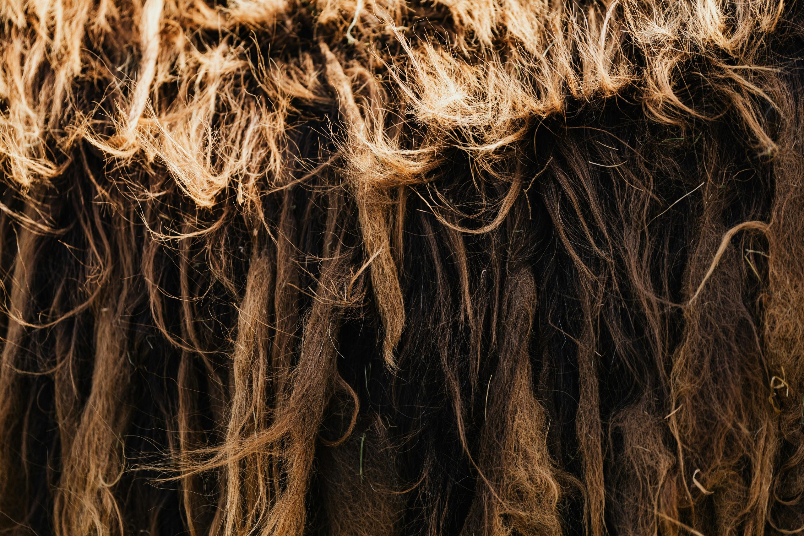 Vue détaillée de la texture de la laine d'alpaga brune, mettant en valeur les fibres naturelles et duveteuses.