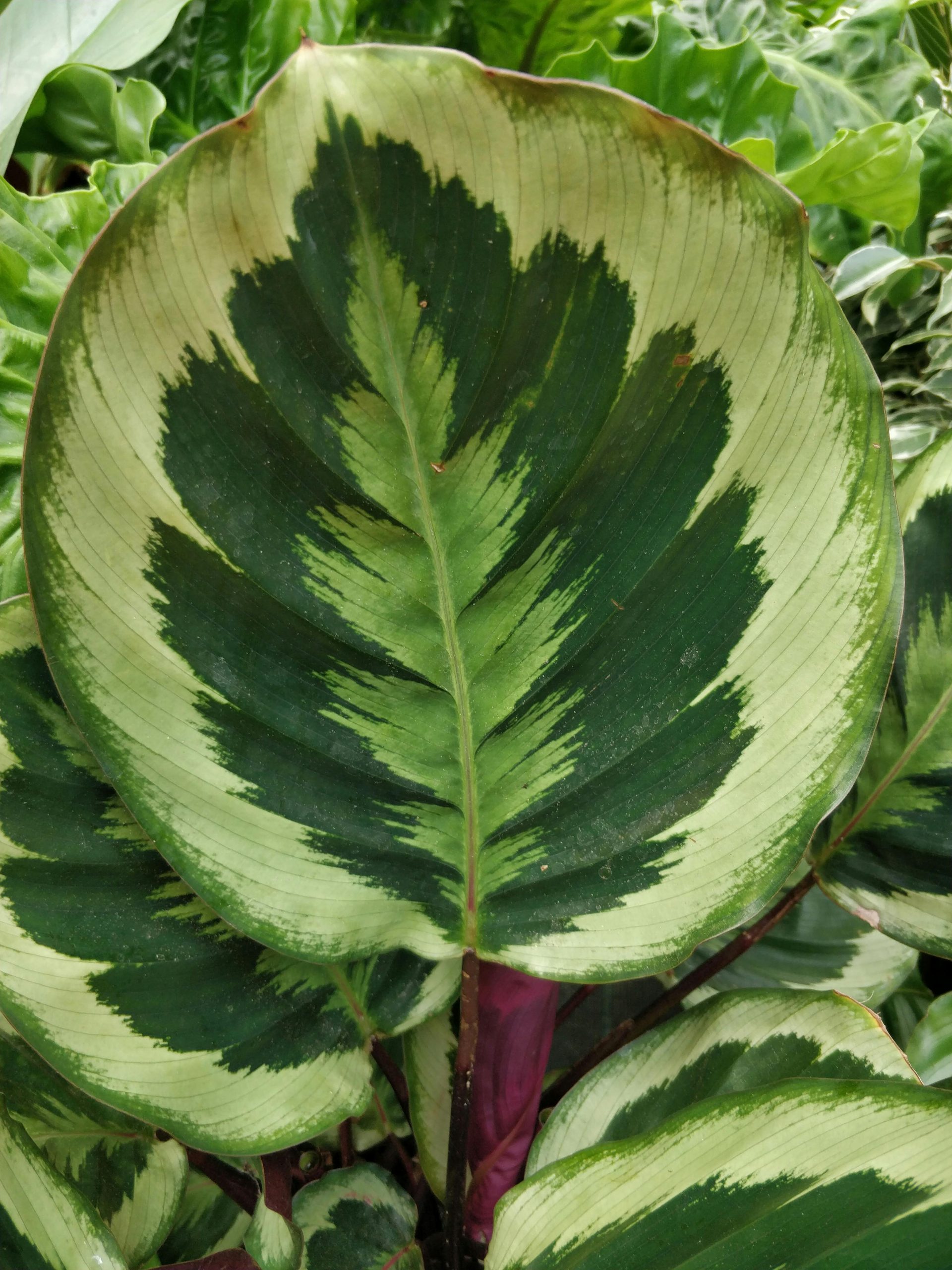 Calathea Orbifolia Cultivez Et Entretenez Cette Plante Tropicale Calathea Orbifolia Cultivez Et Entretenez Cette Plante Tropicale