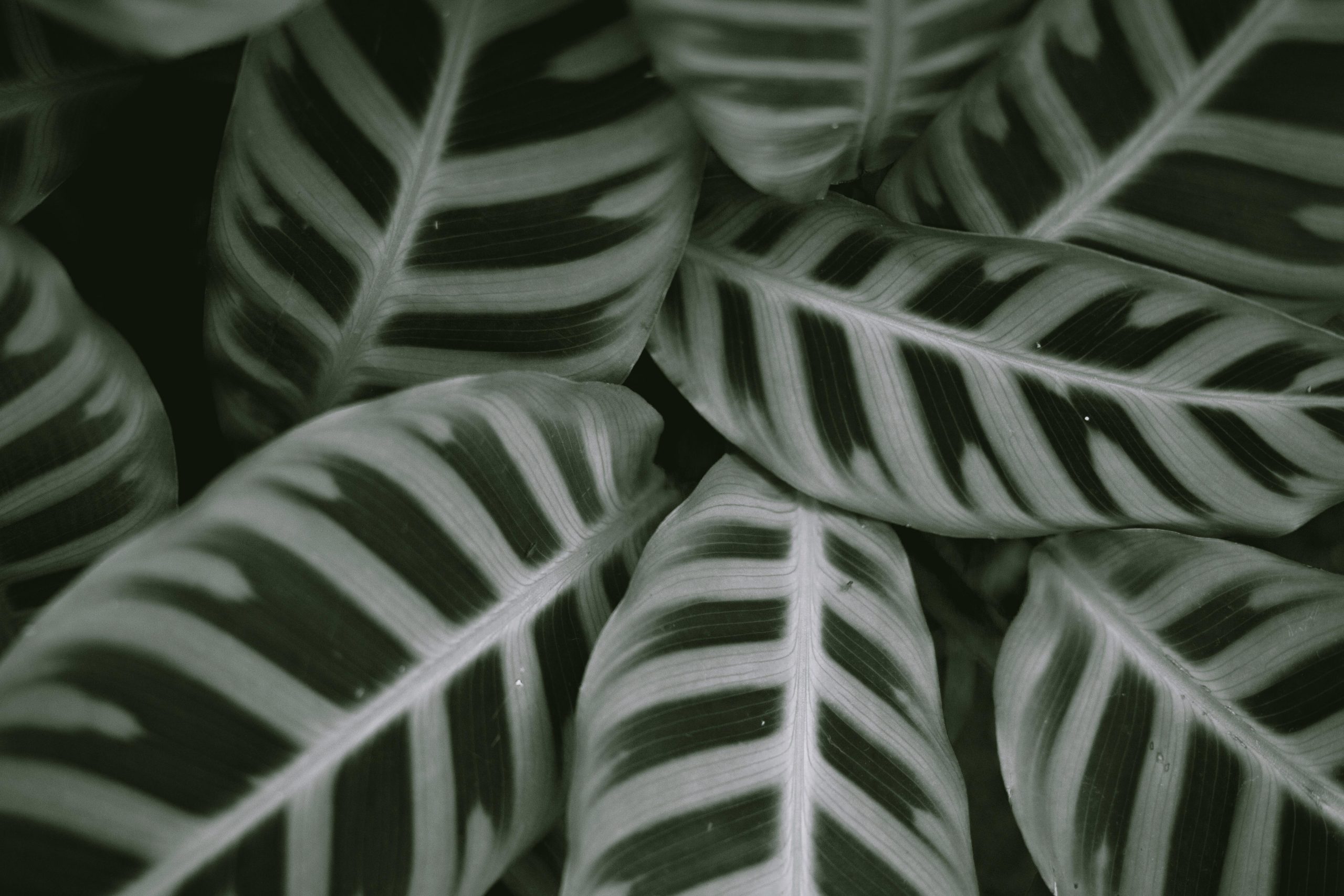Guide de culture et multiplication du Calathea orbifolia