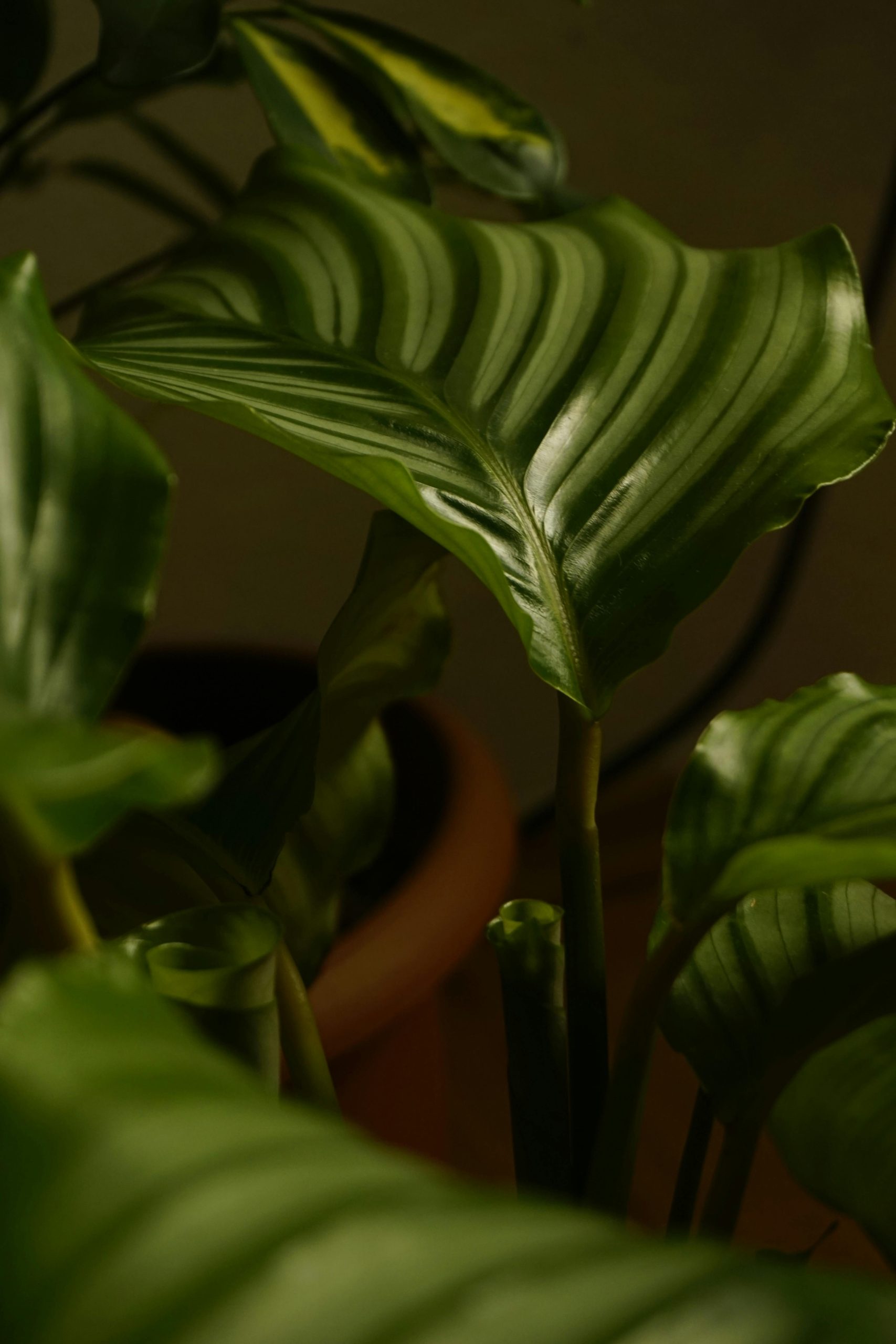 Placement optimal du Calathea orbifolia dans une maison