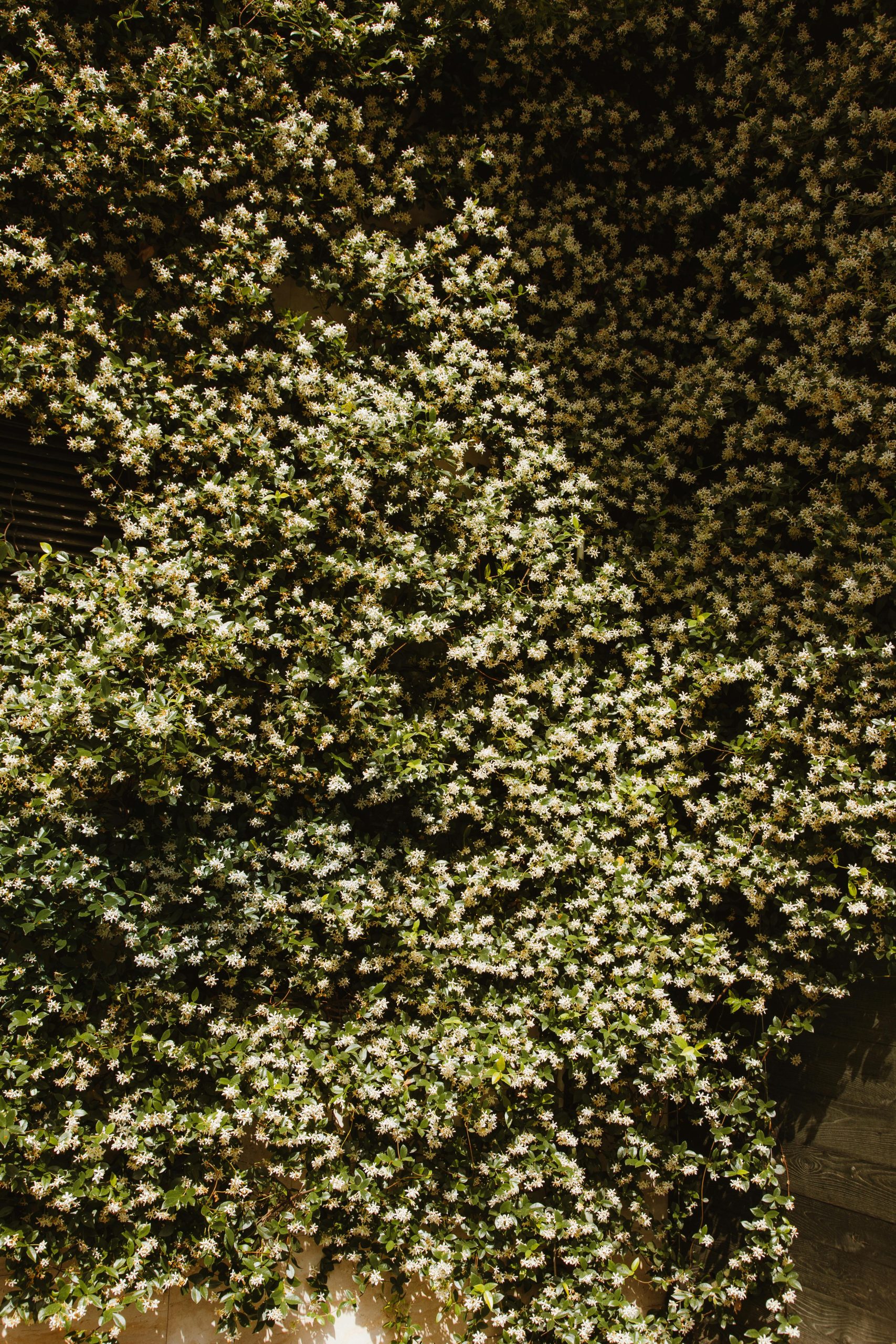 A vibrant display of white flowers on an ivy-covered wall, showcasing natural beauty and greenery. Affichage vibrant de fleurs blanches sur un mur couvert de lierre, mettant en valeur la beauté naturelle et la verdure.