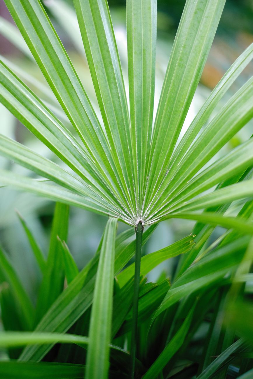 Feuilles de palmier nain en éventail, en gros plan
